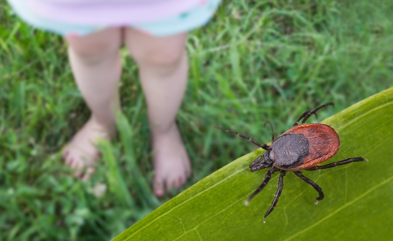 Researchers say the newly discovered tick-borne wetland virus in China could cause brain damage