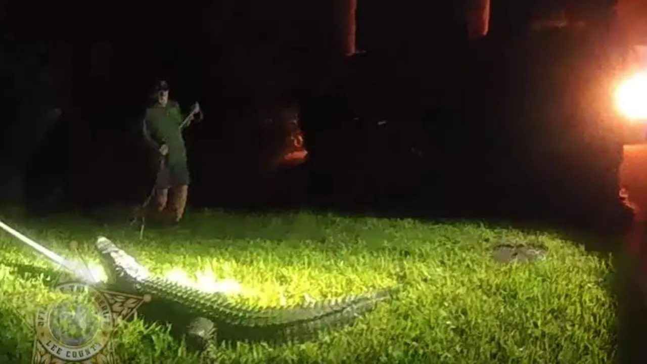 Florida officials caught on camera wrangling eight-foot alligator lurking in yard