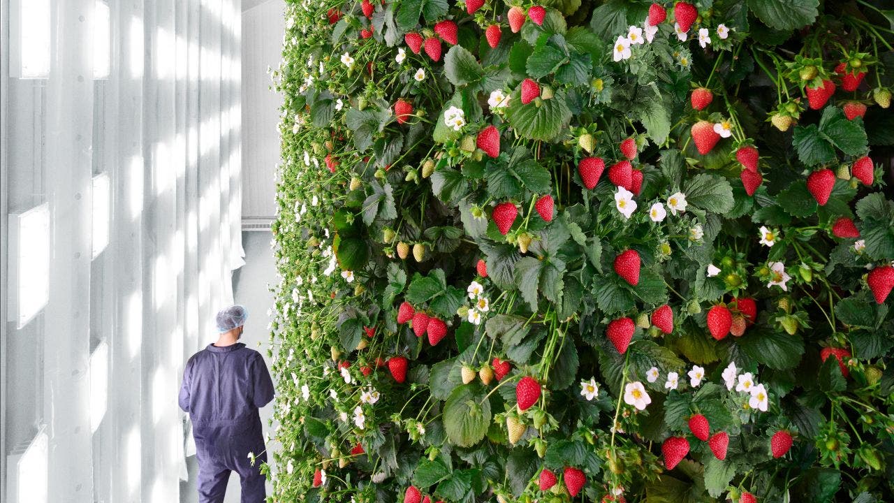 Indoor vertical strawberry farm (Plenty) (Kurt 