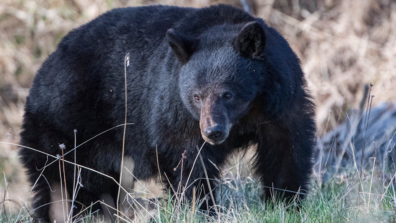 Colorado black bear attacks 74-year-old man after breaking into home, leaving ‘significant’ claw wounds