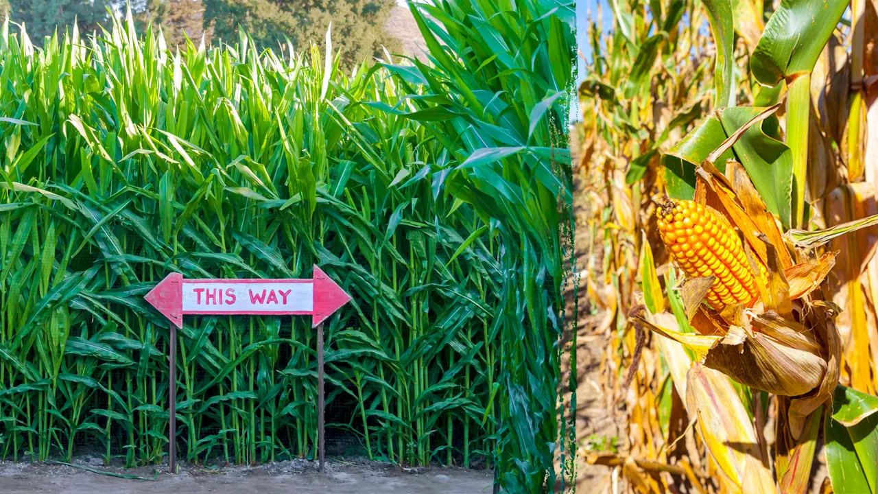 Challenging corn mazes around the US that you might find yourself getting lost in