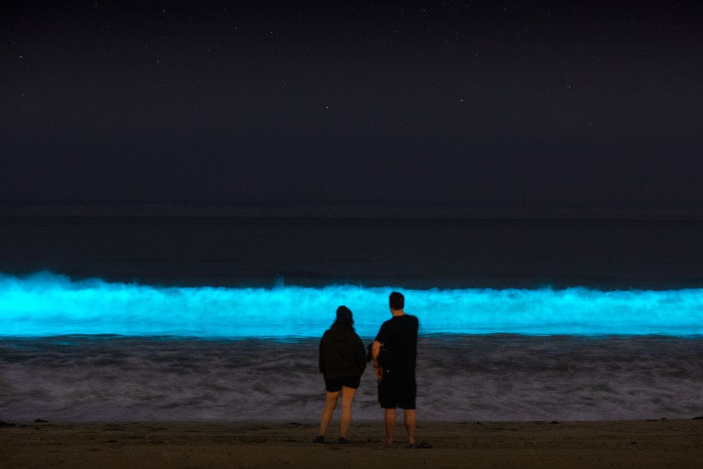 Discover the Enchanting Bioluminescent Waters of Florida: A Must-See Natural Wonder!