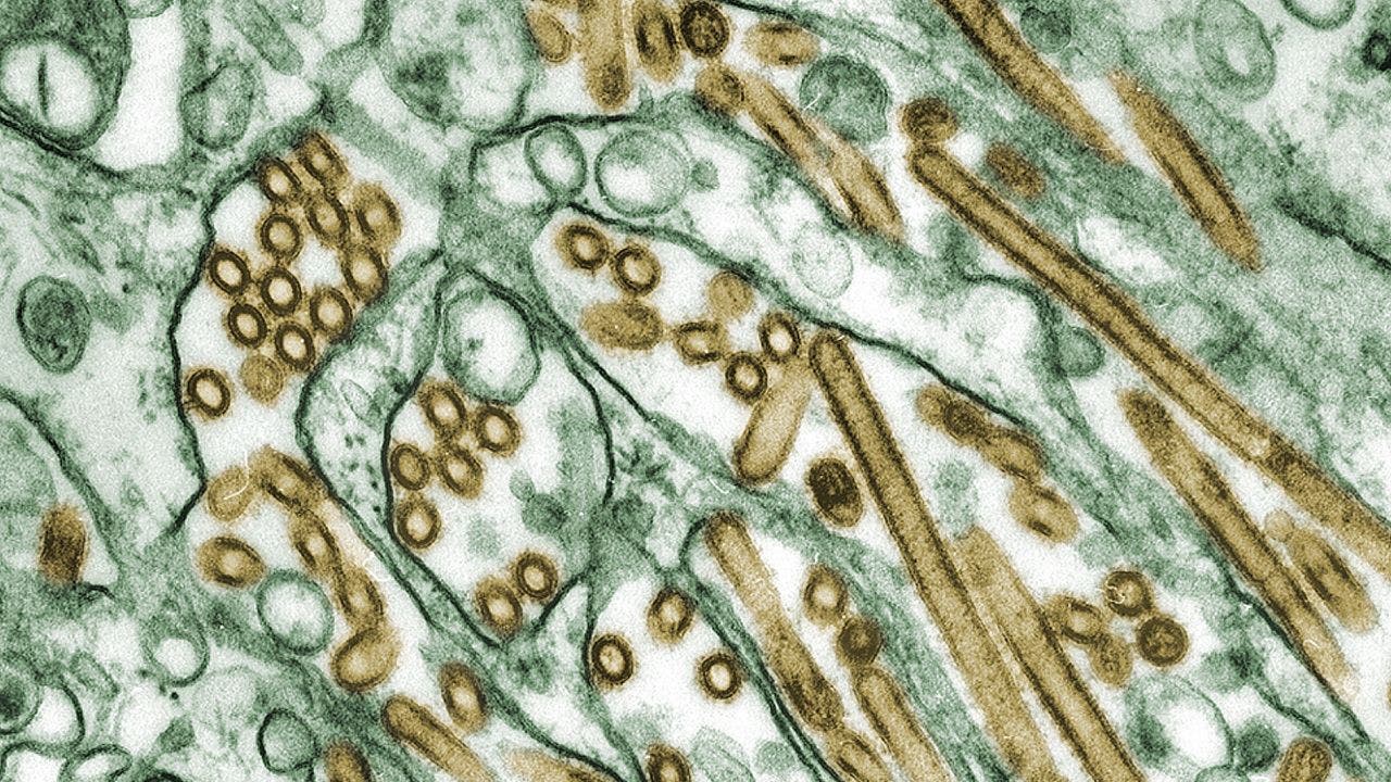 Le infezioni da influenza aviaria sono state rilevate nello stato di Washington, diventando il sesto stato a segnalare casi