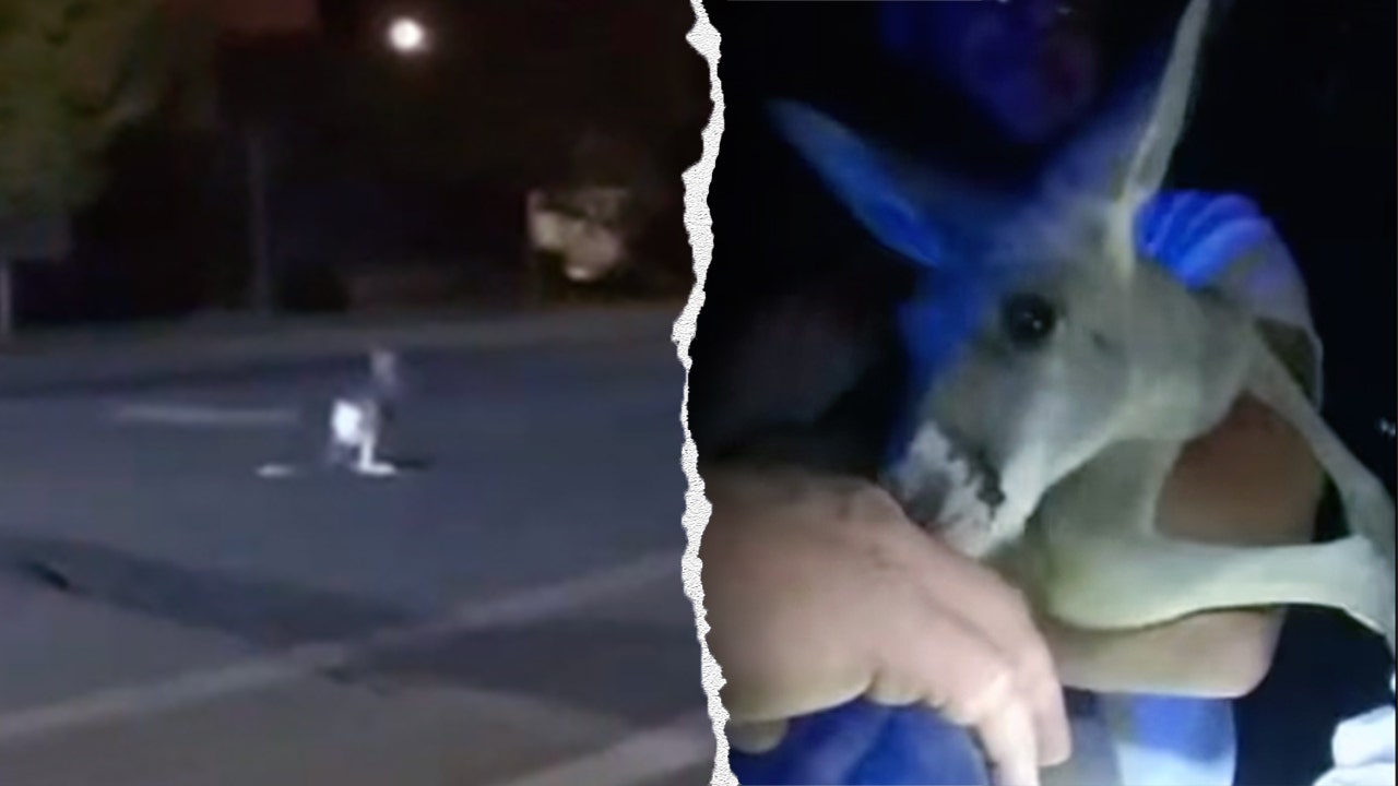 Pet kangaroo escapes: Furry fugitive leads police on street chase caught on camera: ‘A Durangaroo!’