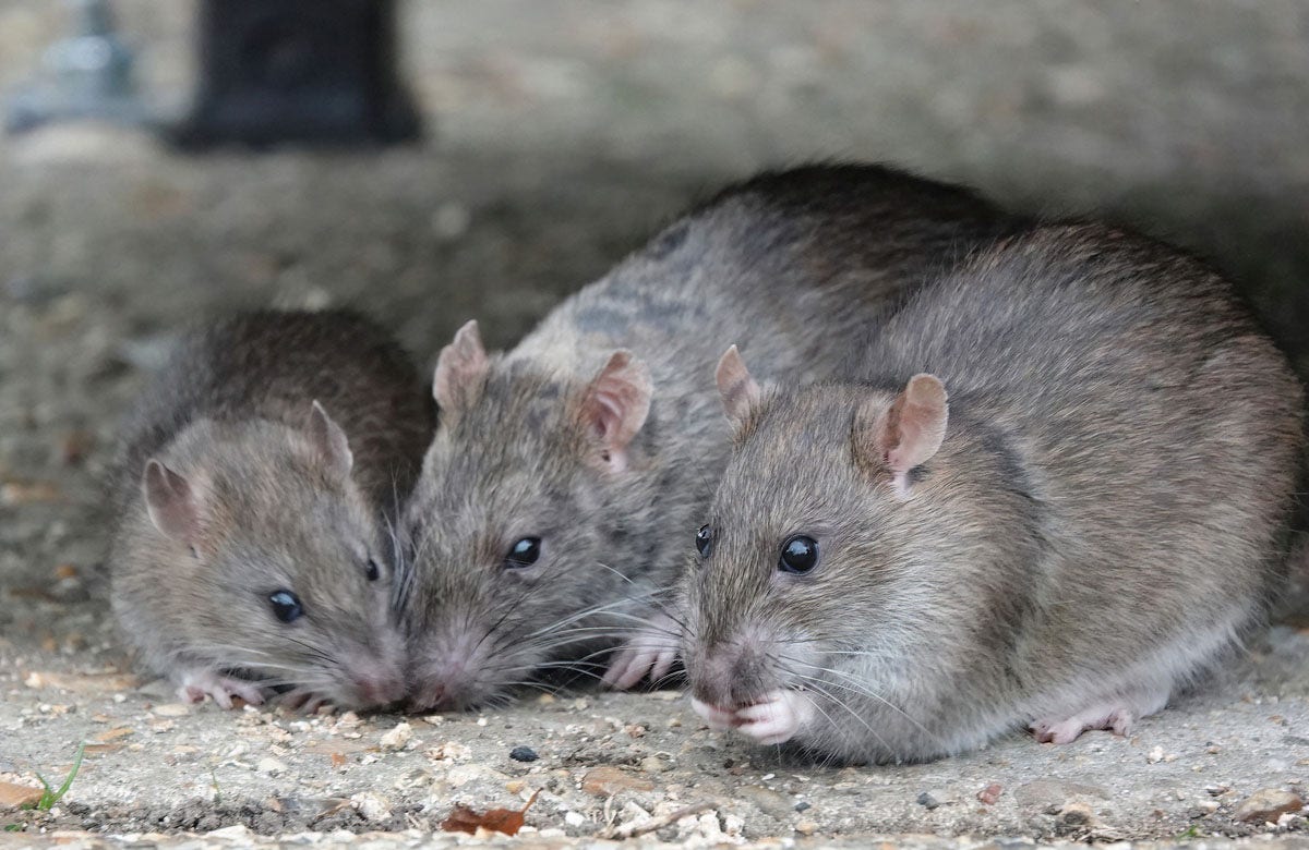 Lassa fever death reported in midwestern state, contact tracing begins