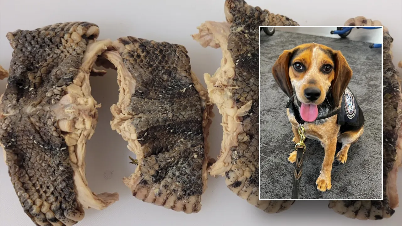 CBP beagle sniffs out bag carrying over 2 pounds of snake meat at Virginia airport