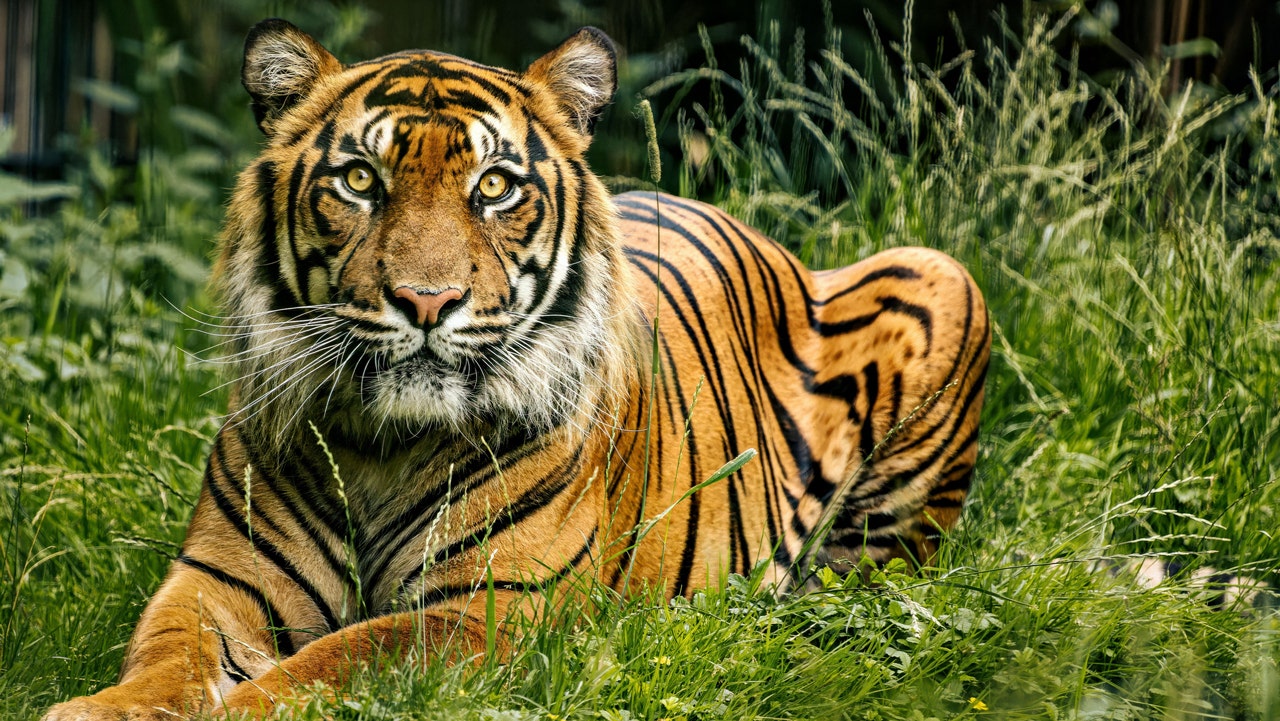 Louisiana governor slams ‘woke people’ against LSU having live tiger at football game