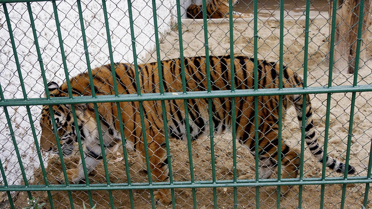 Bird flu kills 47 tigers, 3 lions and a panther in Vietnam zoos, state ...