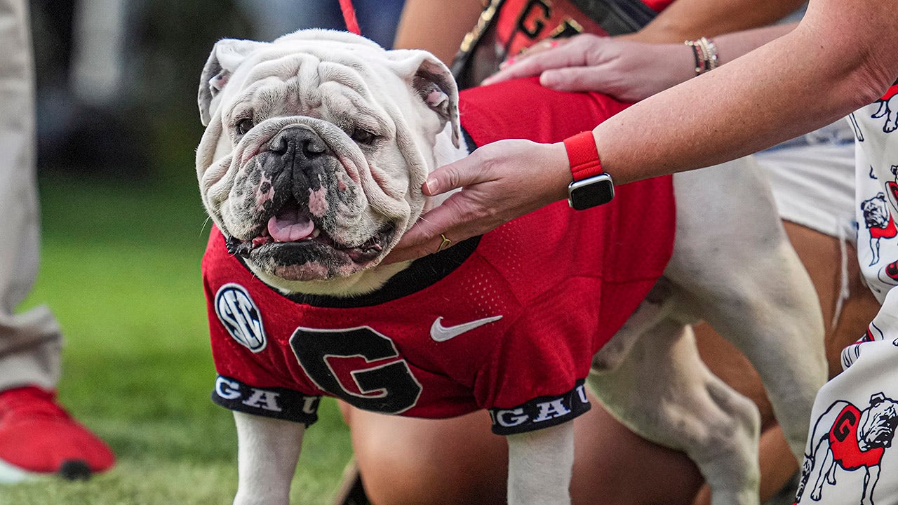 Georgia’s famed mascot staying home for team’s game vs Texas: ‘Crazy as hell’