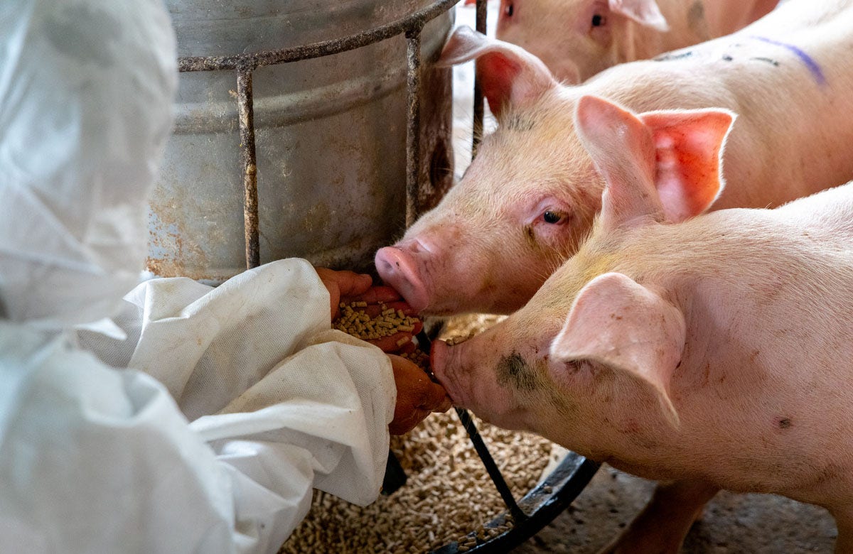 Pig infected with bird flu for first time in US, health officials confirm