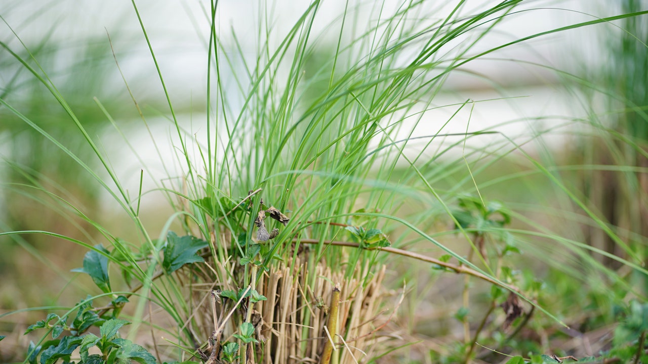 Potential health benefits of vetiver oil in aromatherapy, according to an expert