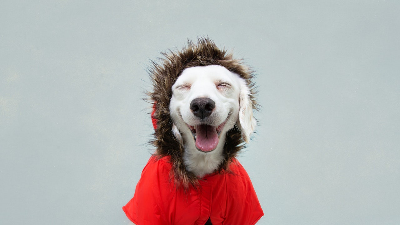 14 winter dog jackets that’ll keep your dog warm during winter walks