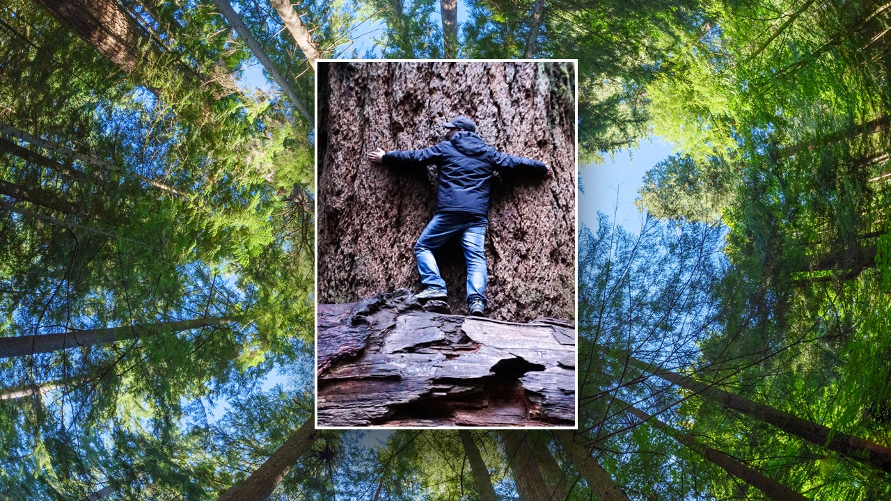 The world’s oldest Douglas fir trees have lived over 1,000 years