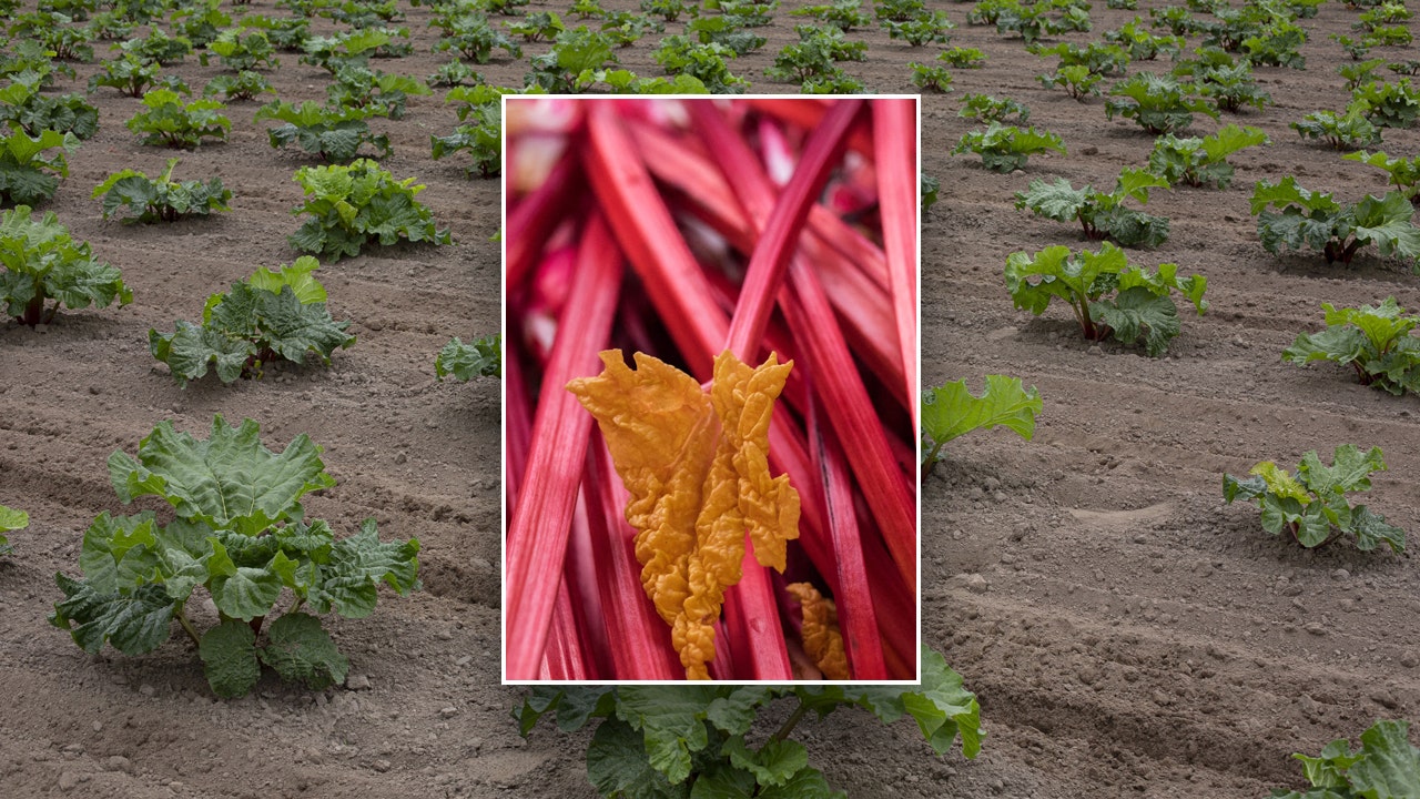 Mix rhubarb into a healthy fruit and vegetable smoothie or a colorful salsa for impressive benefits