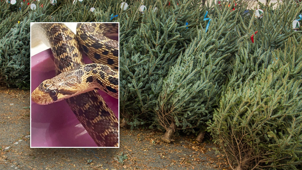 Hawaii store employees discover 2-foot snake in Christmas tree shipping container