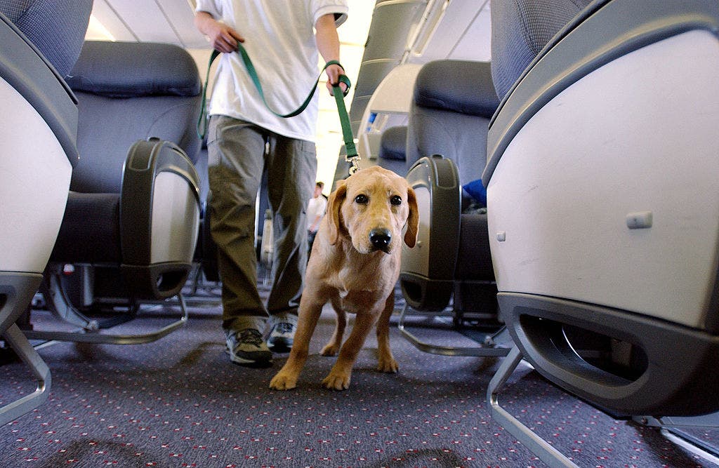 Airline passenger sparks debate after being seated near massive dog on plane: ‘Couldn’t move’