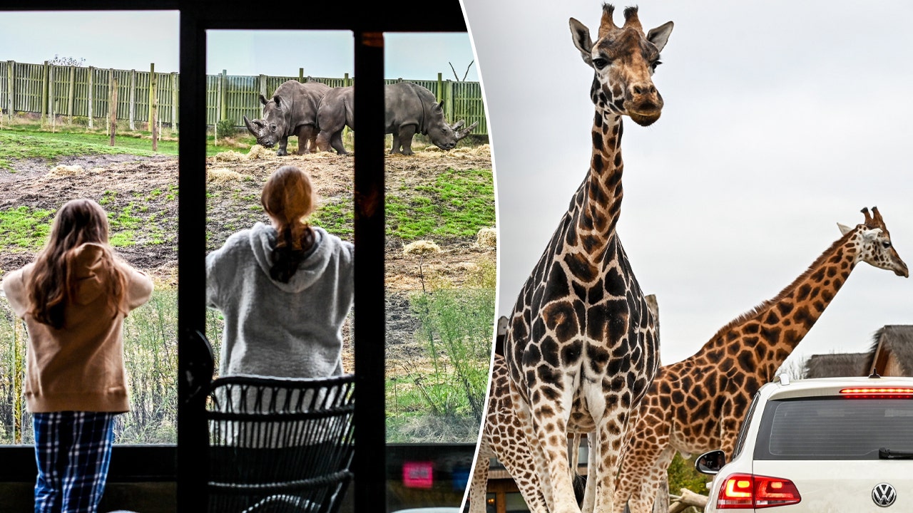 Experience Thrills: Sleep Surrounded by Wild Animals in a Safari Park This New Year!