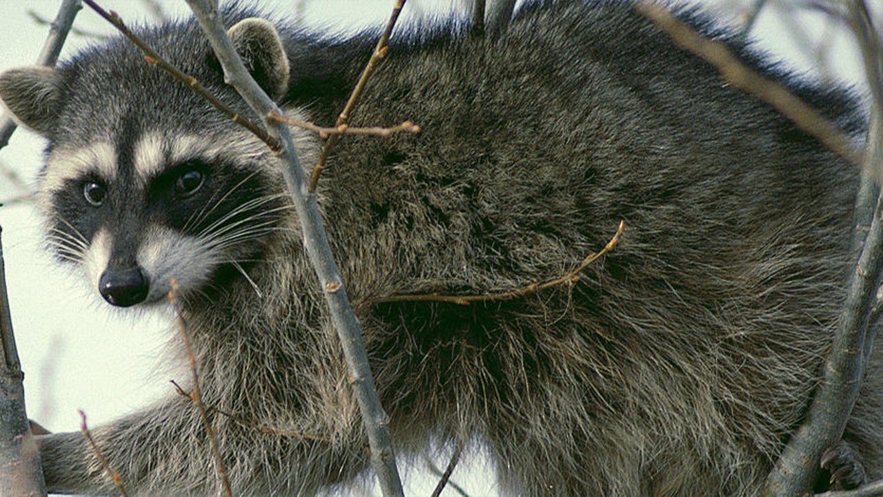 Idaho mother discovers infant being attacked by raccoon inside home in ‘extremely rare’ encounter