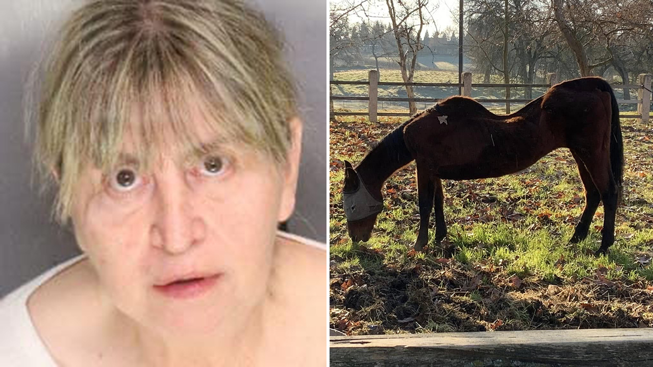 California woman arrested after 27 horses found dead across multiple properties