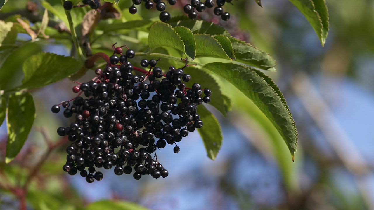 This ‘underappreciated’ berry can assist with weight administration, says new examine: ‘Quite a lot of well being advantages’