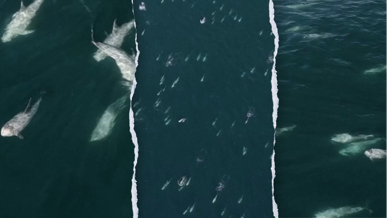 ‘Super pod’ of more than 1,500 dolphins off California coast captured on drone video