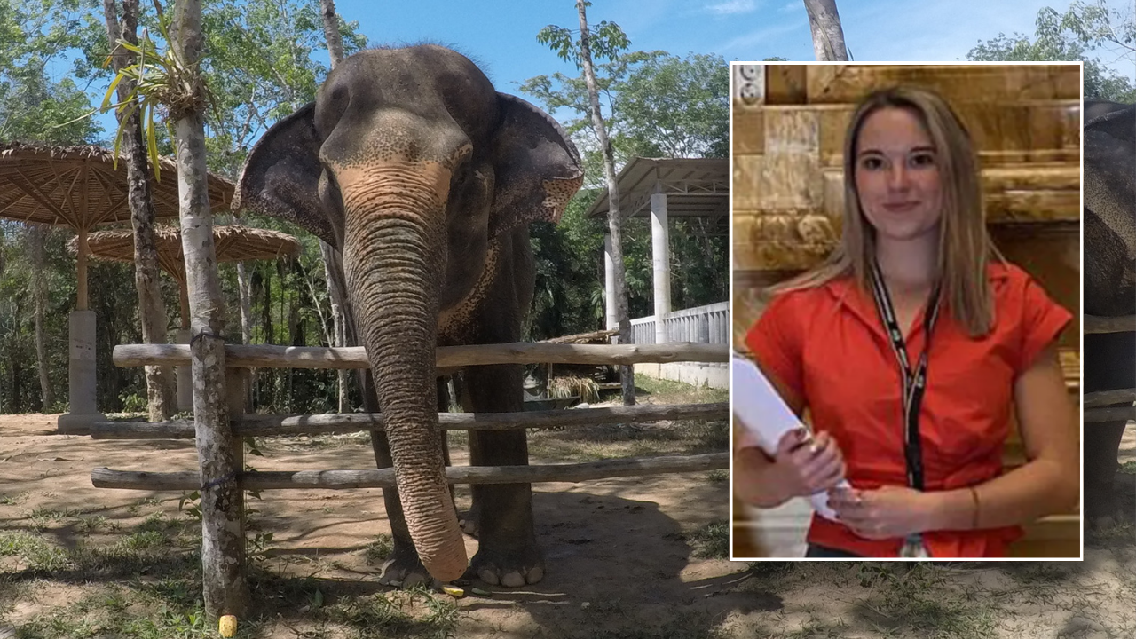 Expert warns Americans about elephant tourism after young student is killed in Thailand: ‘Recipe for disaster’