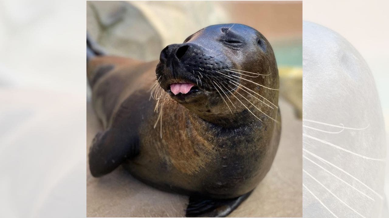 Chicago’s Lincoln Park Zoo loses flamingo, seal to bird flu