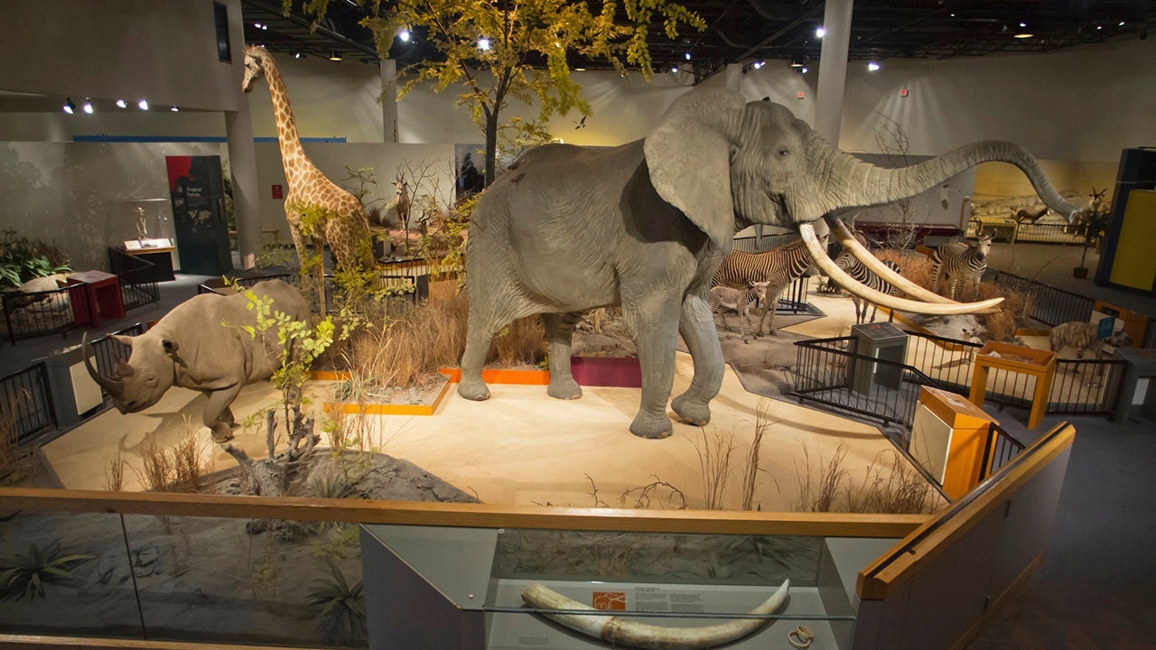 Midwest’s Hidden Treasures: Rare Animal Collection to Enthrall Visitors at Three Major Museums!