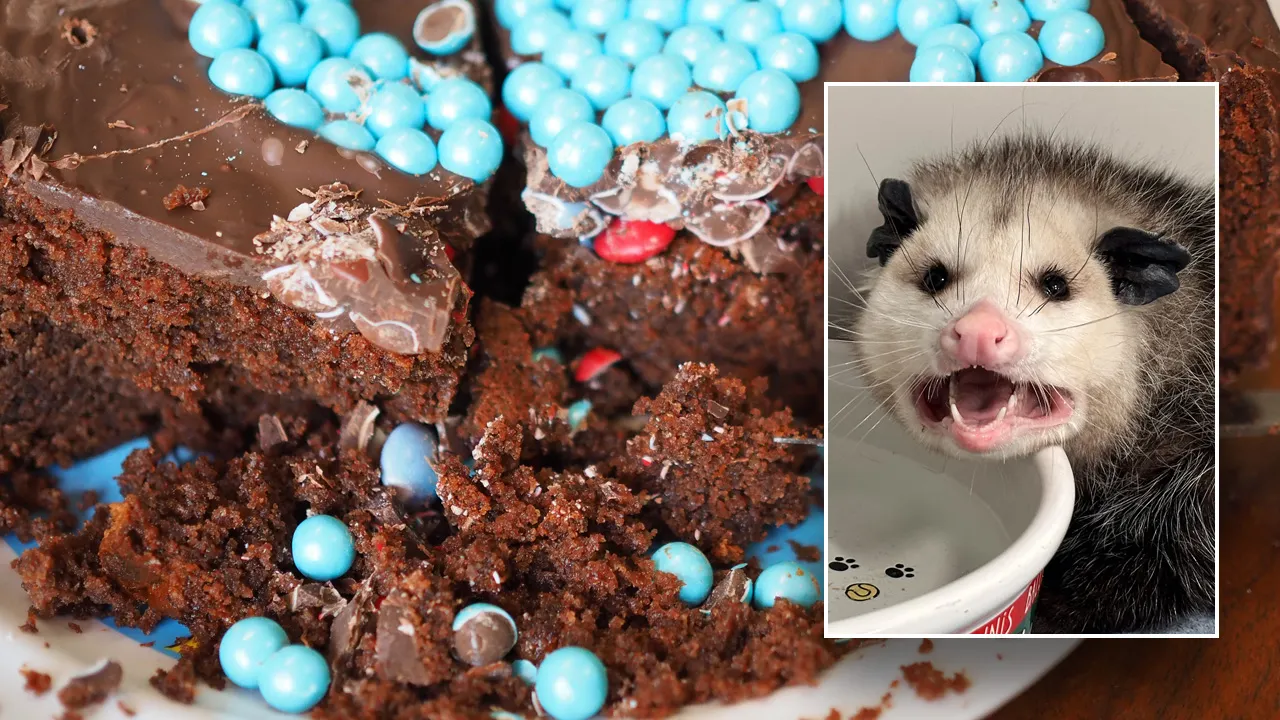 Opossum eats entire Costco chocolate cake, says wildlife rehab: ‘Been there, girl’