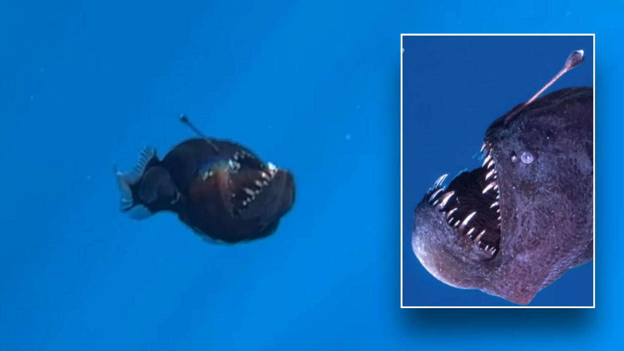 Terrifying Deep-Sea Anglerfish Filmed by Spanish Researchers Near the Canary Islands!