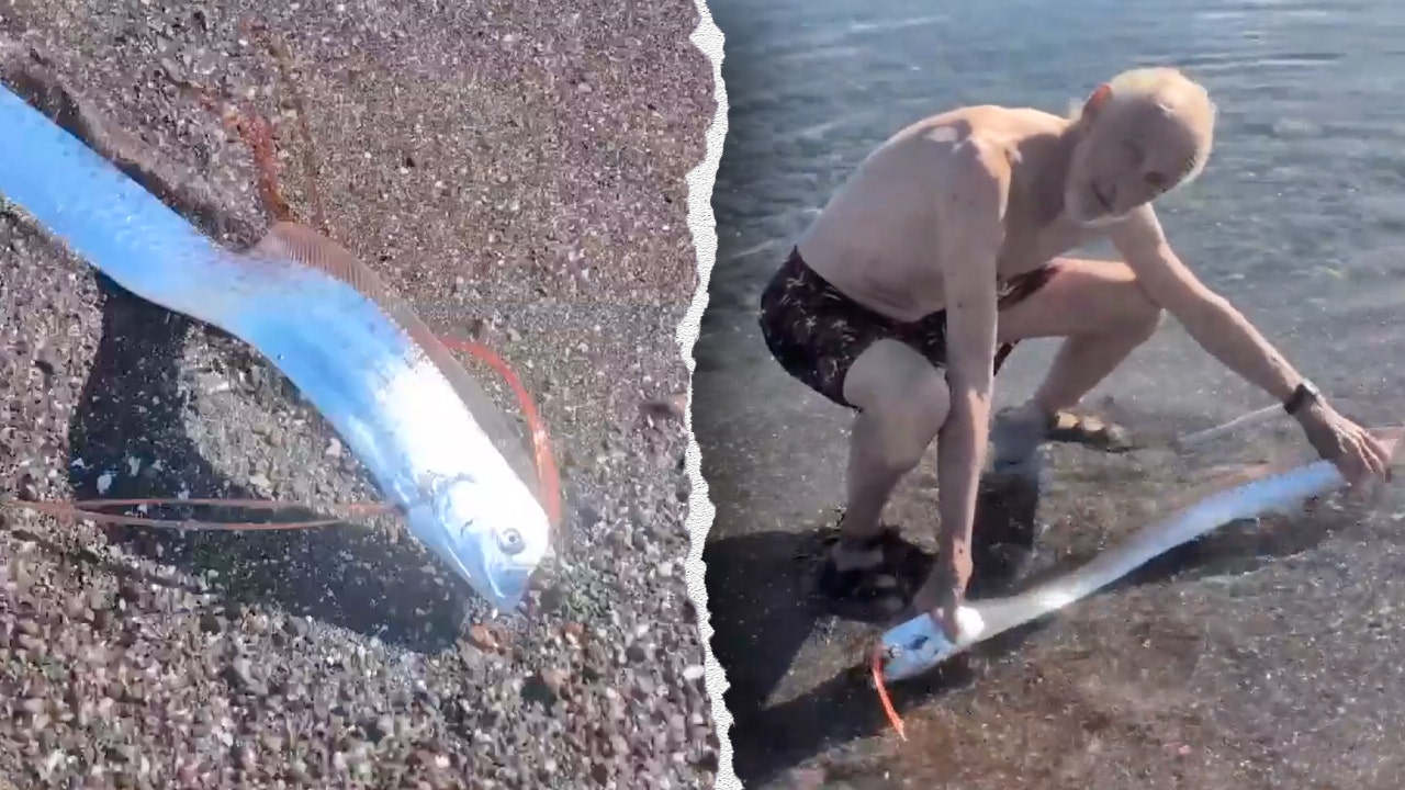 Rare oarfish captured on video along beach in Mexico