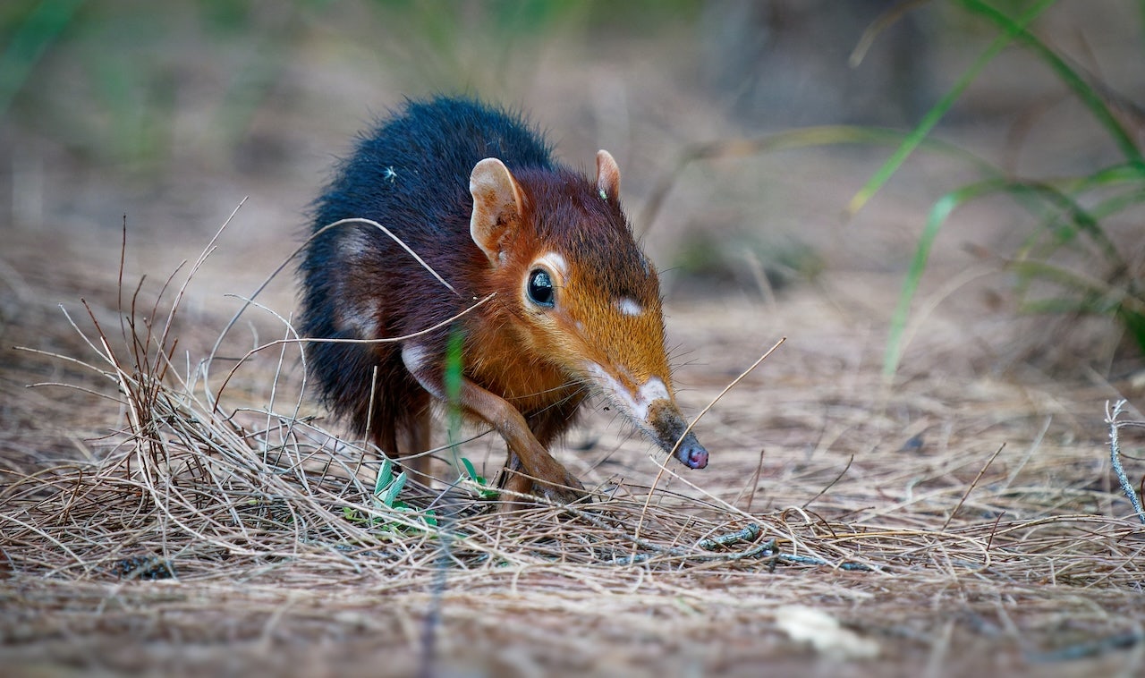 Potentially deadly zoonotic virus found in US, sparking concerns of spread to humans