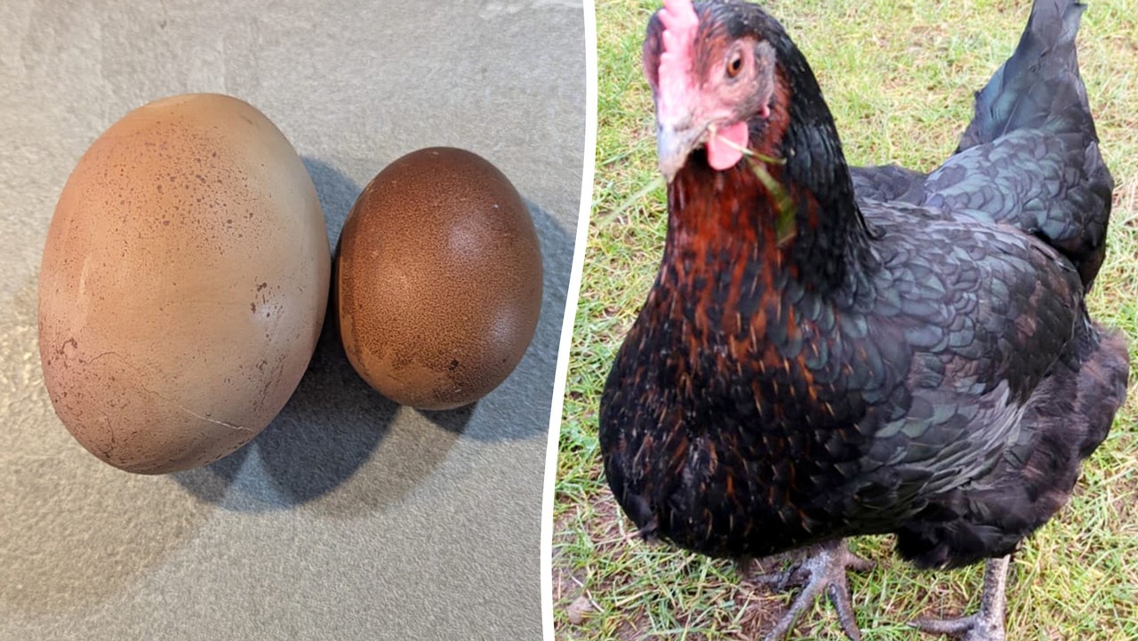 Family discovers enormous egg ‘triple the size’ laid by its chicken