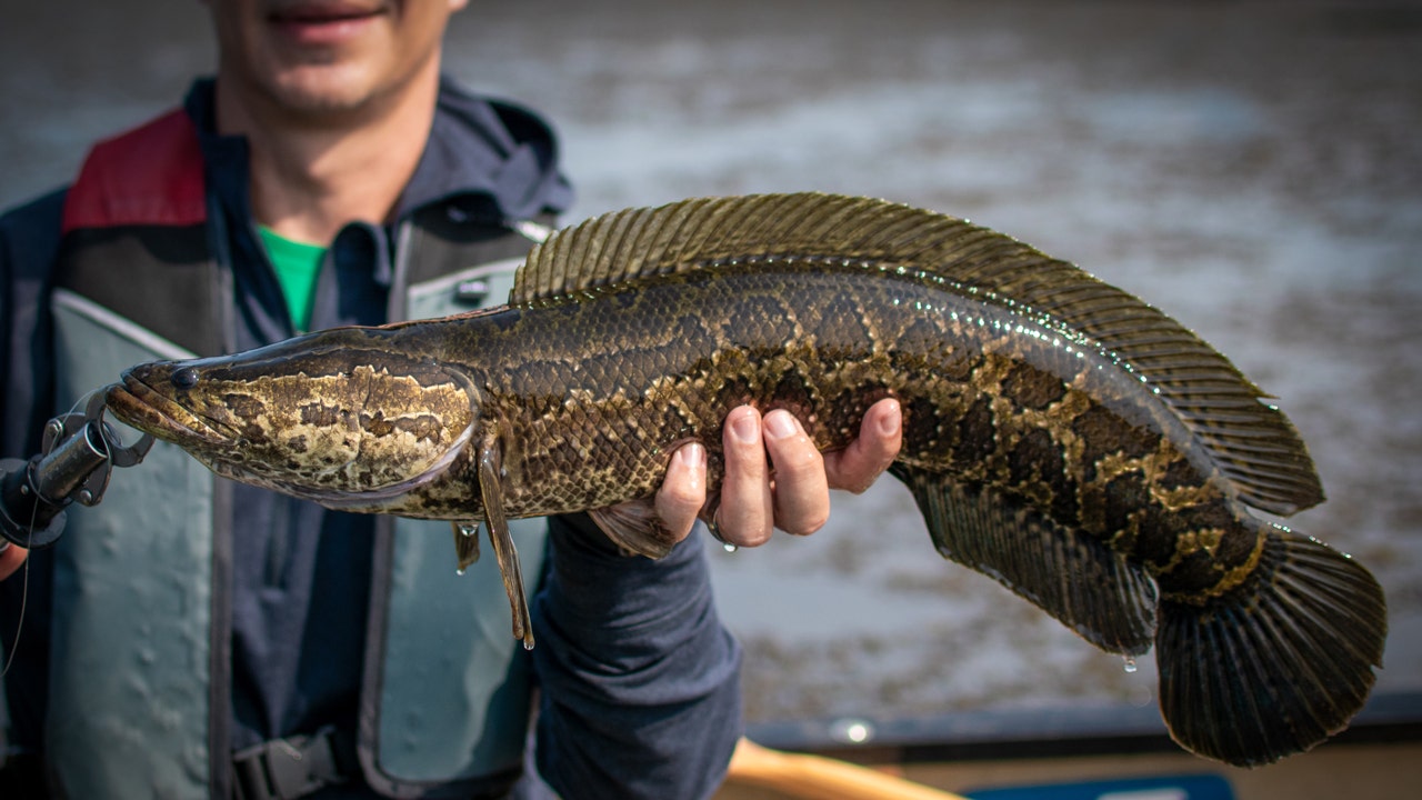 Conservation groups in Maryland pay bounty rewards for invasive fish caught