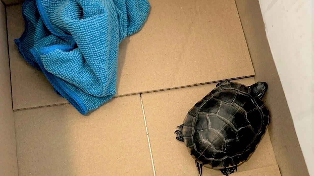 TSA finds man with a live turtle concealed in his pants at a New Jersey airport