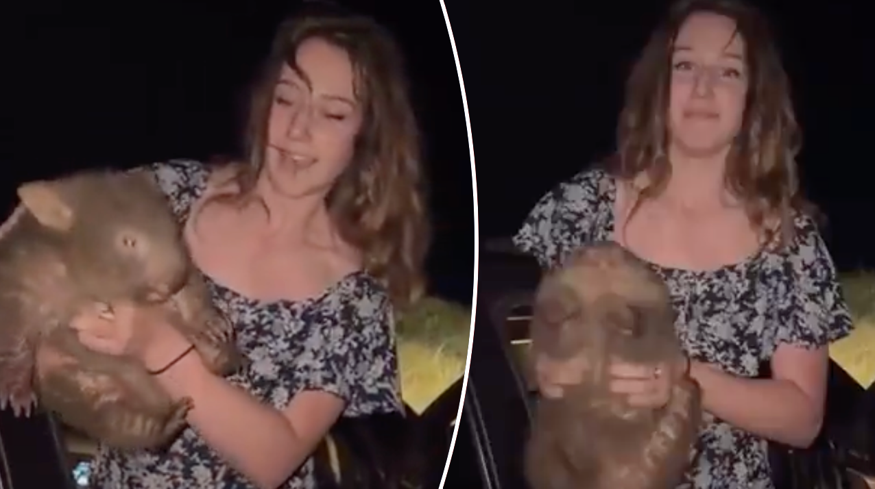 American tourist sparks international outrage with wombat video | Fox News