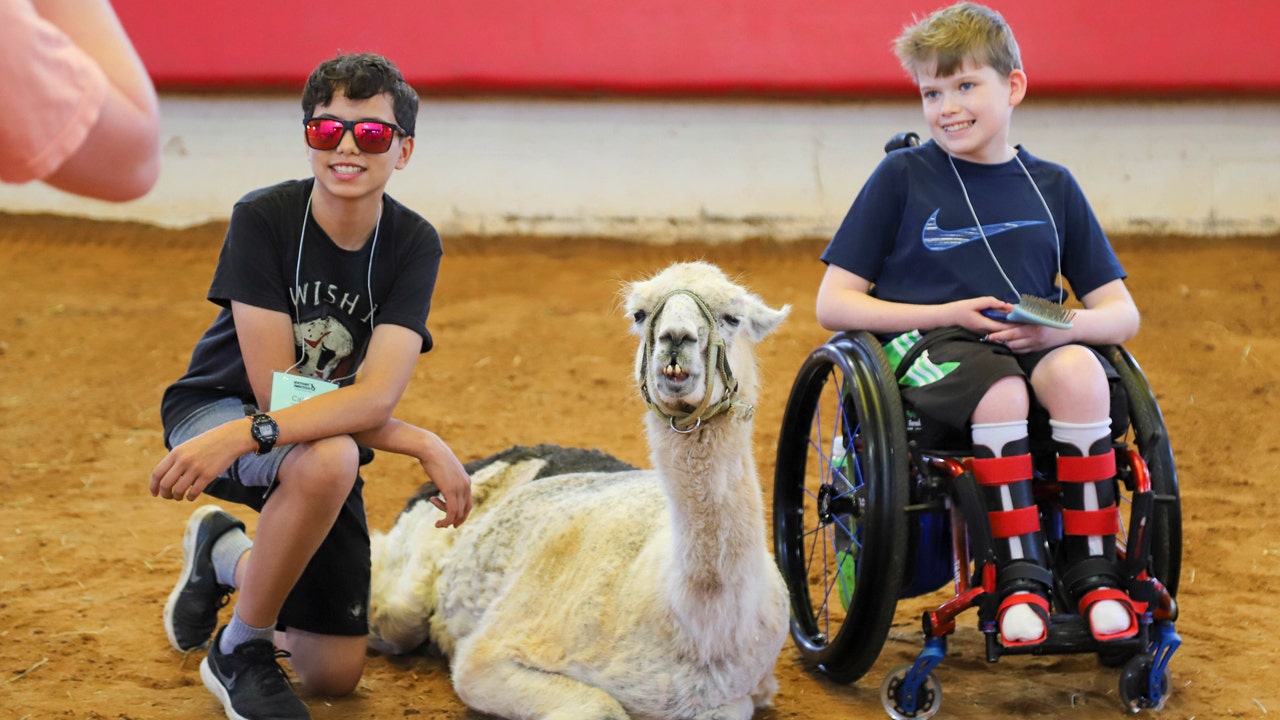 Meet the oldest llama in the world, who works with sick children in North Carolina