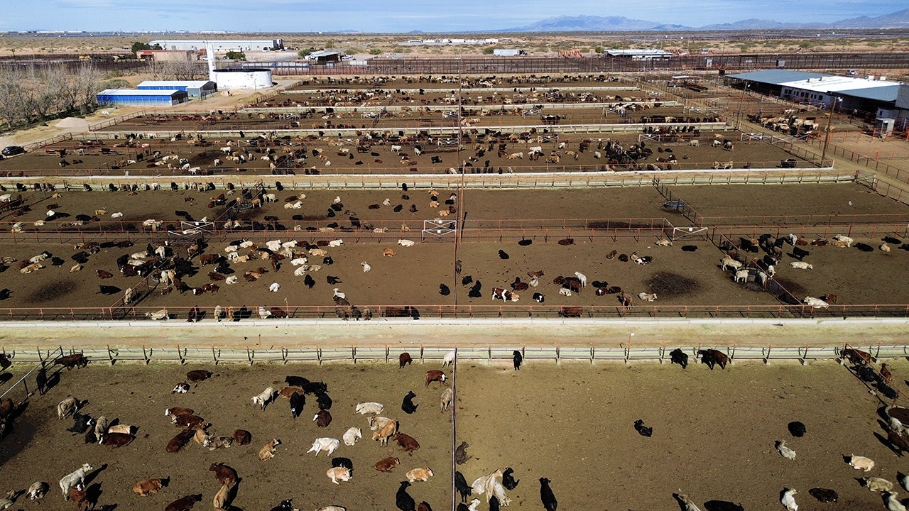 US shuts southern border to livestock imports to stop spread of deadly flies