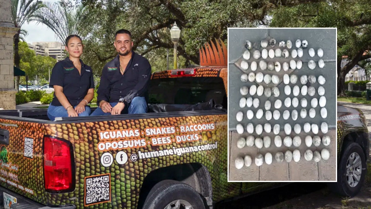 Florida homeowner finds 98 iguana eggs in backyard: ‘It’s the most we’ve ever removed from one site’