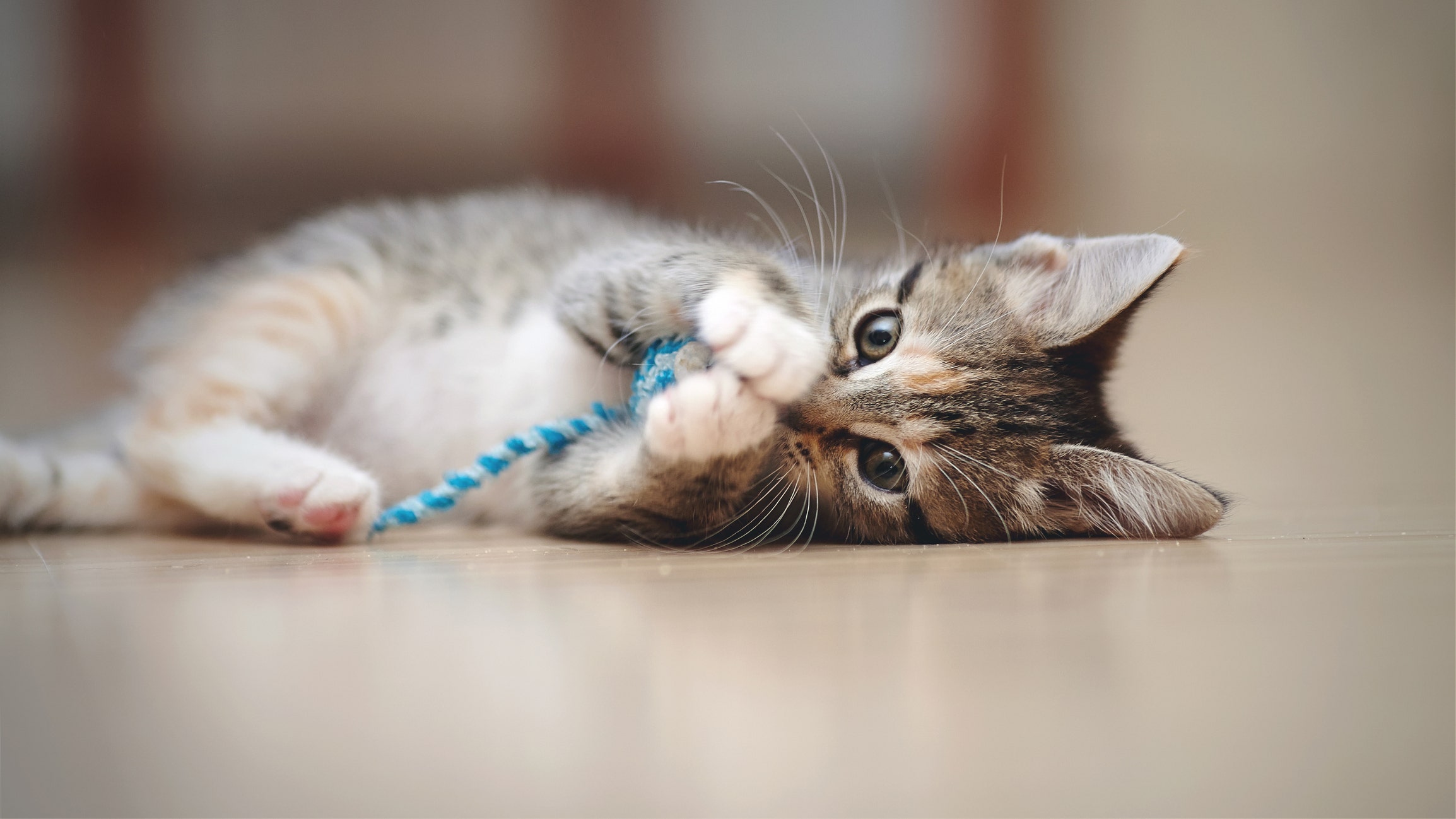 Spoil your cats during the Amazon Pet Day sale with these toys, trees and beds