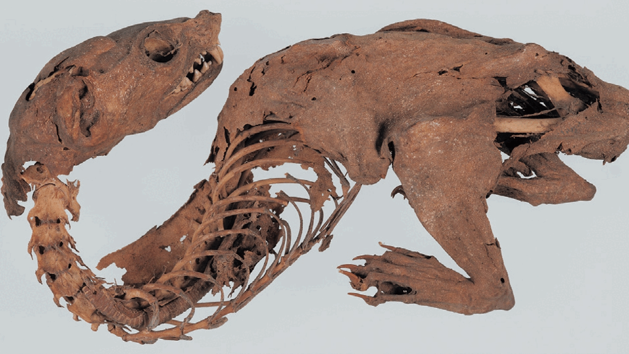 Experts solve mystery of ancient 'mummified dragon' discovered by Japanese shogun
