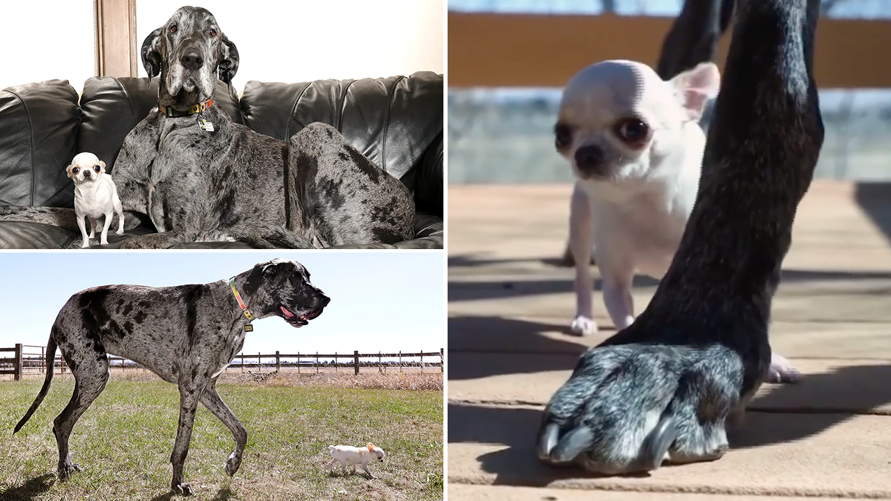 World's tallest, shortest dogs meet for precious playdate caught on camera