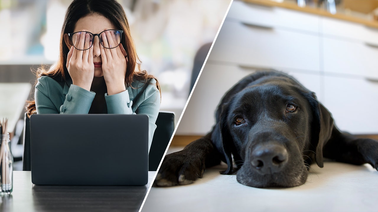 Dog owners who ruminate about work stress may pass anxiety to their pooch: study
