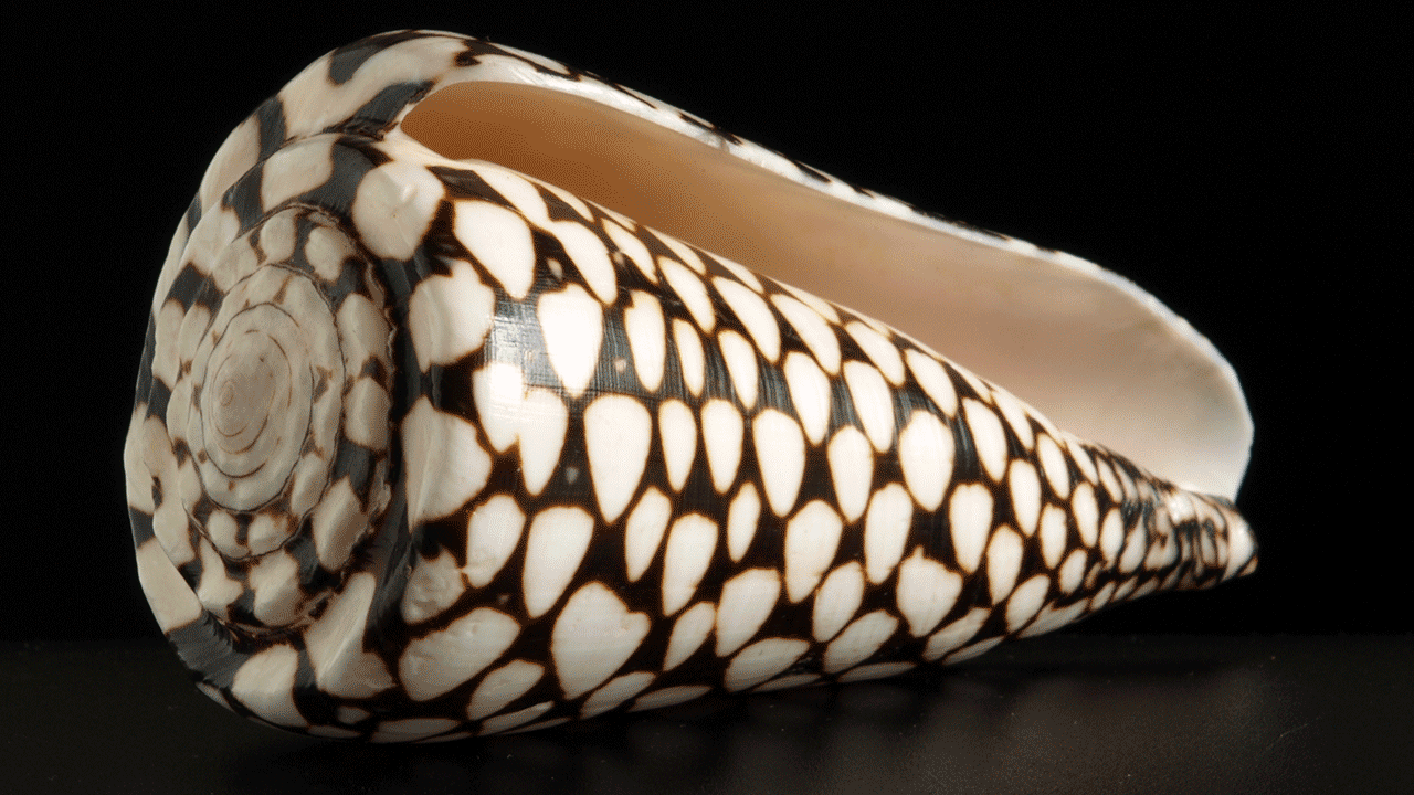 deadly snail cone shell
