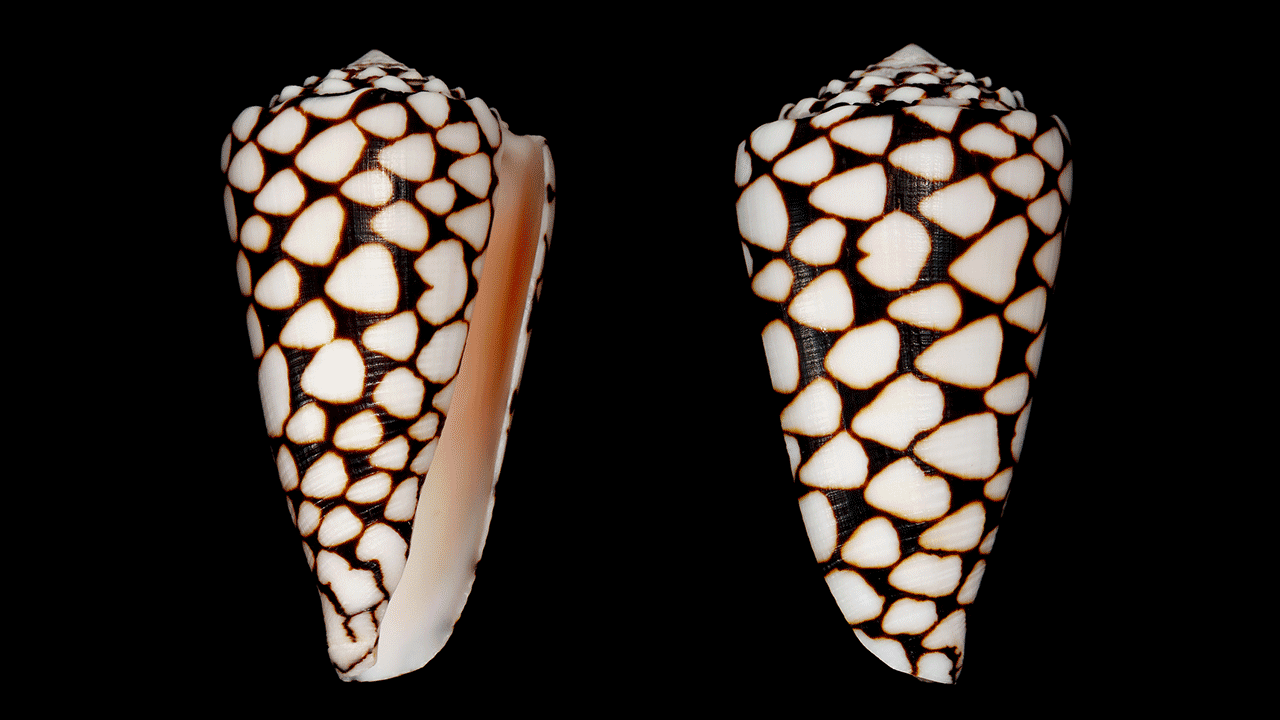 deadly snail cone shell