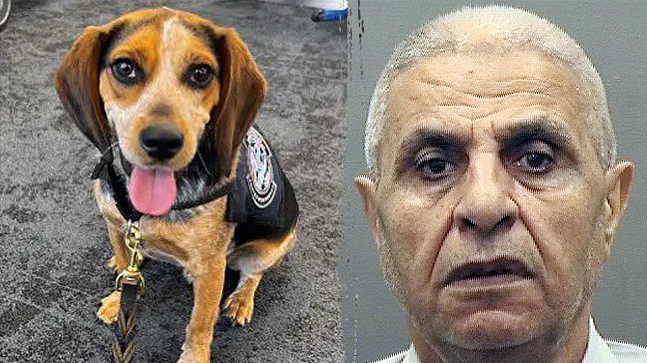 Traveler nabbed by CBP beagle at airport for carrying illicit food deported after kicking dog ‘off the ground’