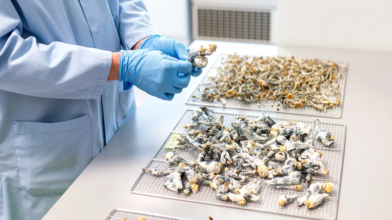 Psychedelic therapy may be coming to your doctor's office as questions swirl