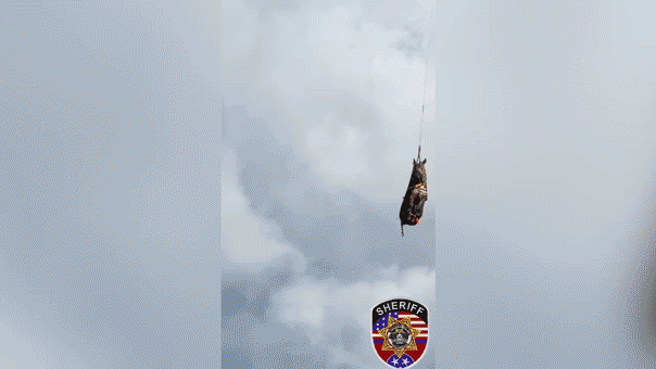 Runaway zebra’s wild adventure comes to an end after dramatic helicopter rescue