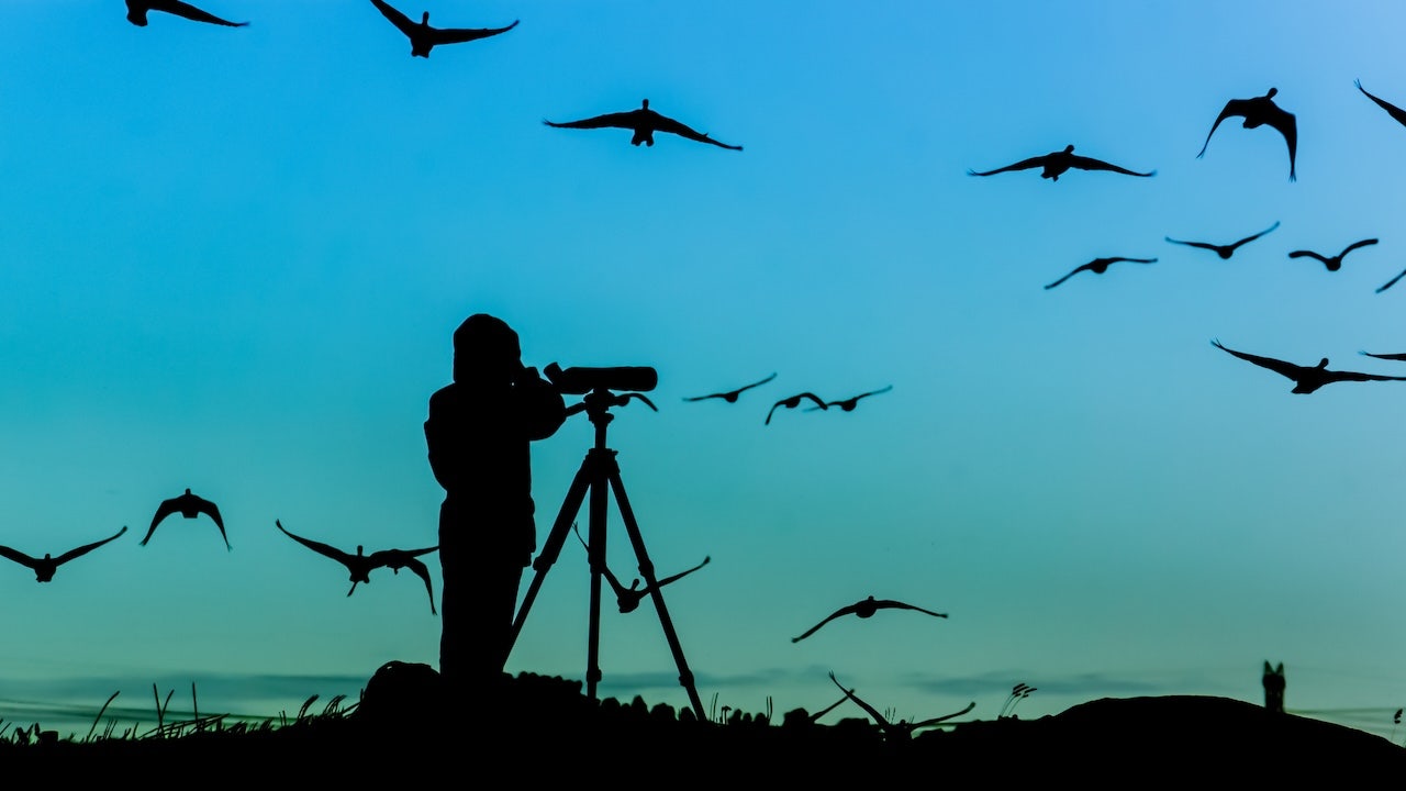 Spot more birds with these must-have gadgets for bird watchers