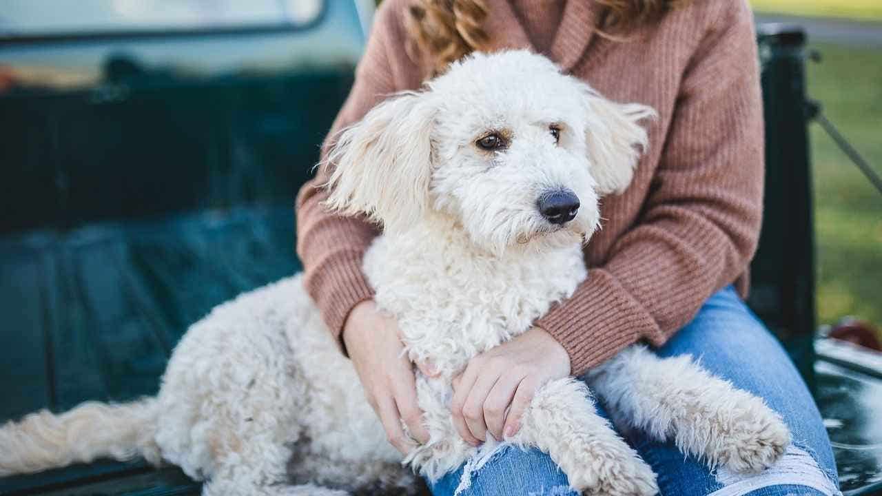 What happens when imagination meets emotional attachment to pets